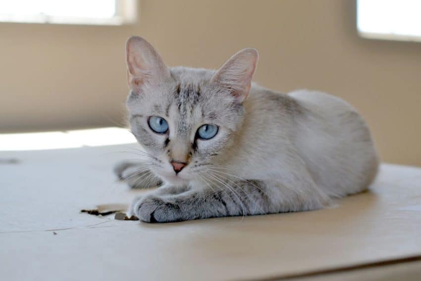 Cat On Cardboard Box