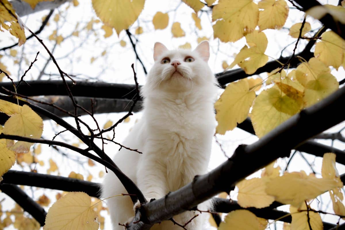 White Cat On A Tree