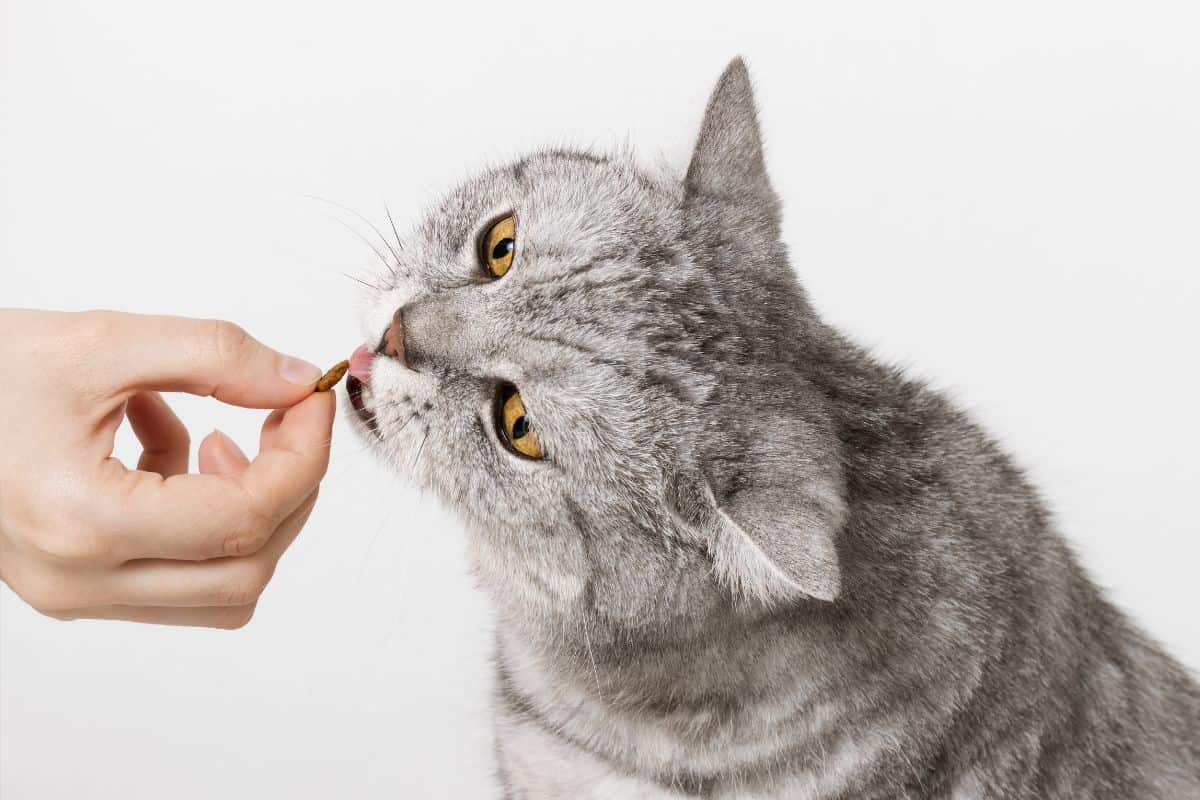 Cat eating a treat