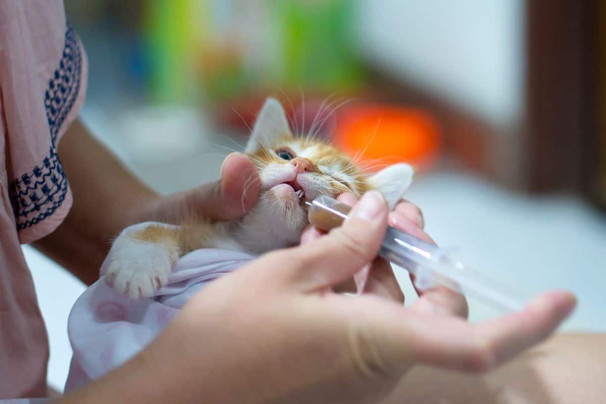 Owner deworming the cat