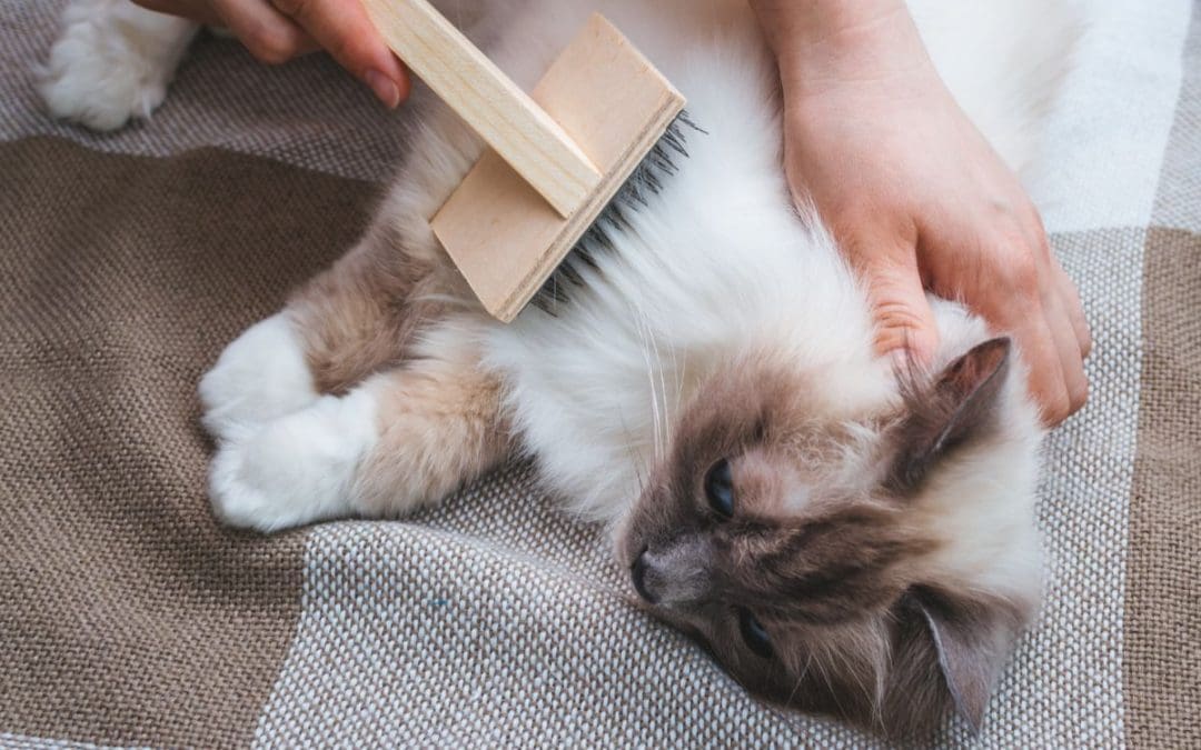 How To Reduce Cat Shedding? (8 Methods That Actually Work)