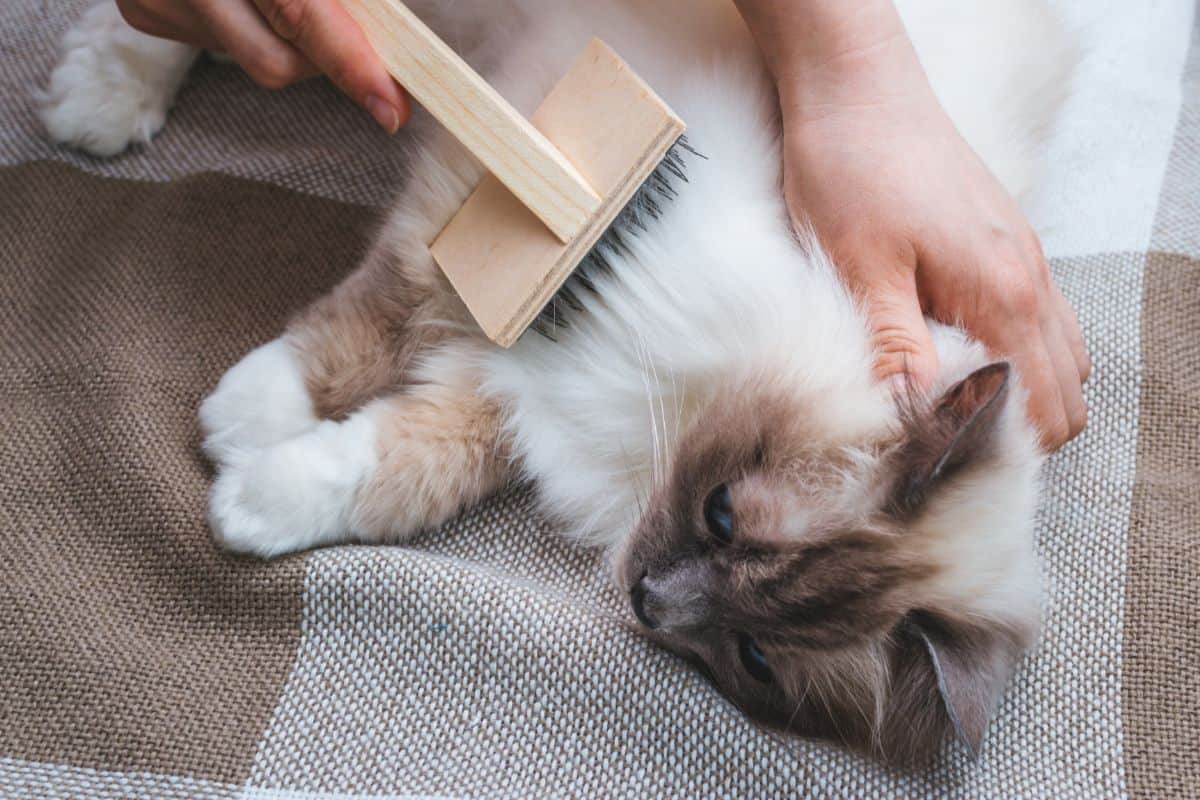 Cat Getting Brushed