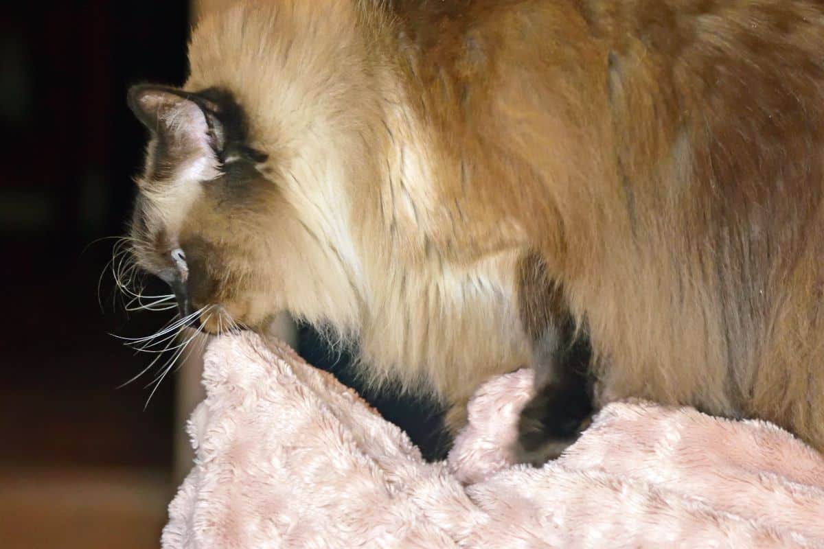 Ragdoll Cat Kneading On Pink Blanket