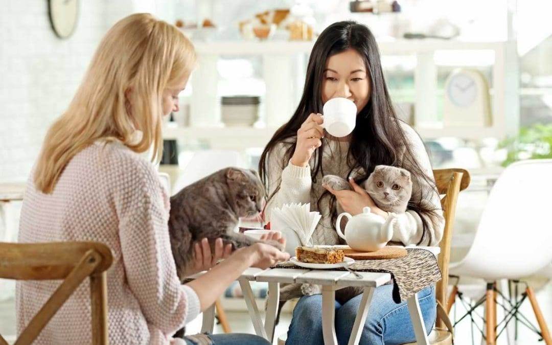 List Of Cat Cafes In Pennsylvania (Find A Cat Cafe Near You!)