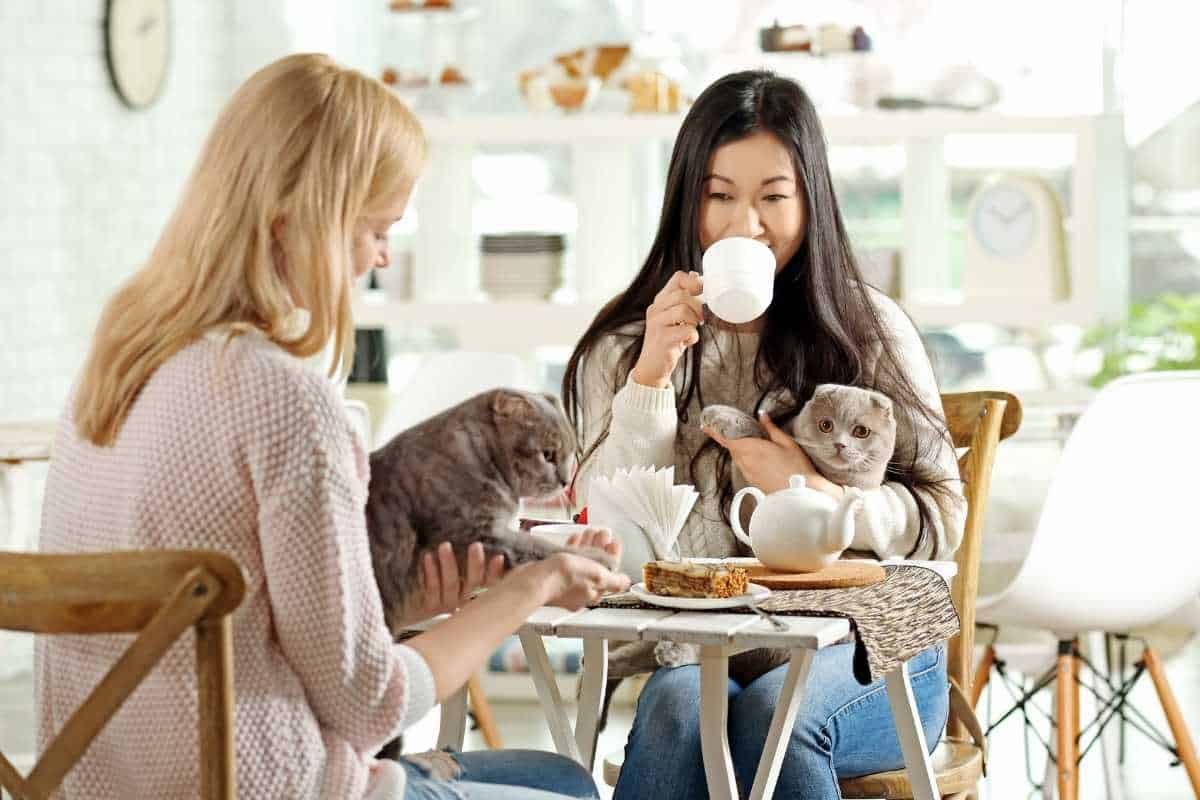 Happy Women resting in Cat Cafe