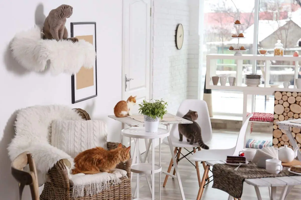 Beautiful interior of cat cafe