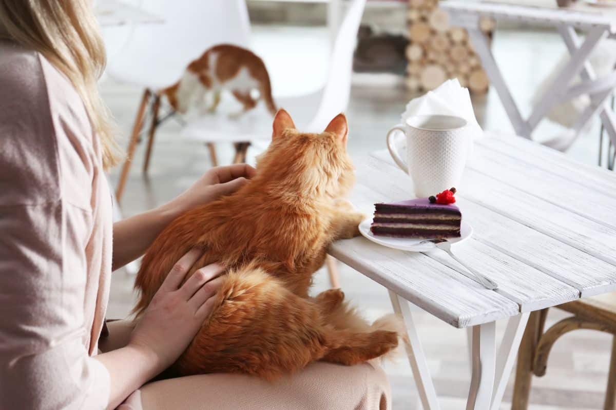 Woman Sitting in Cat cafe with dessert and a cup of coffee