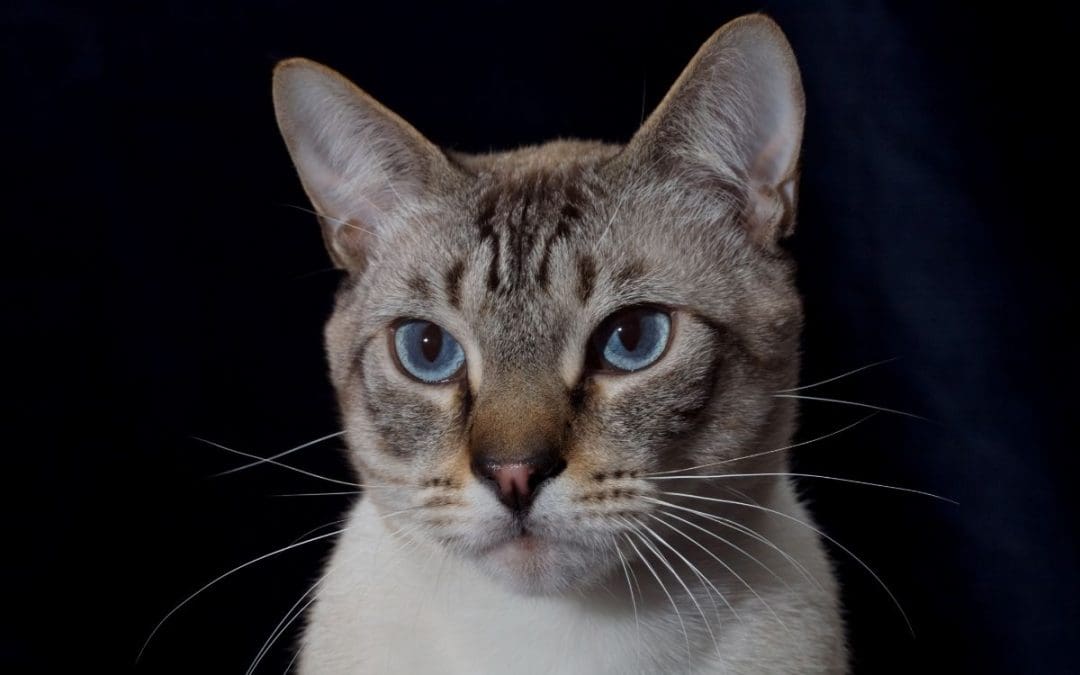 Lynx Point Siamese Cat: Distinctive Features Of The Breed