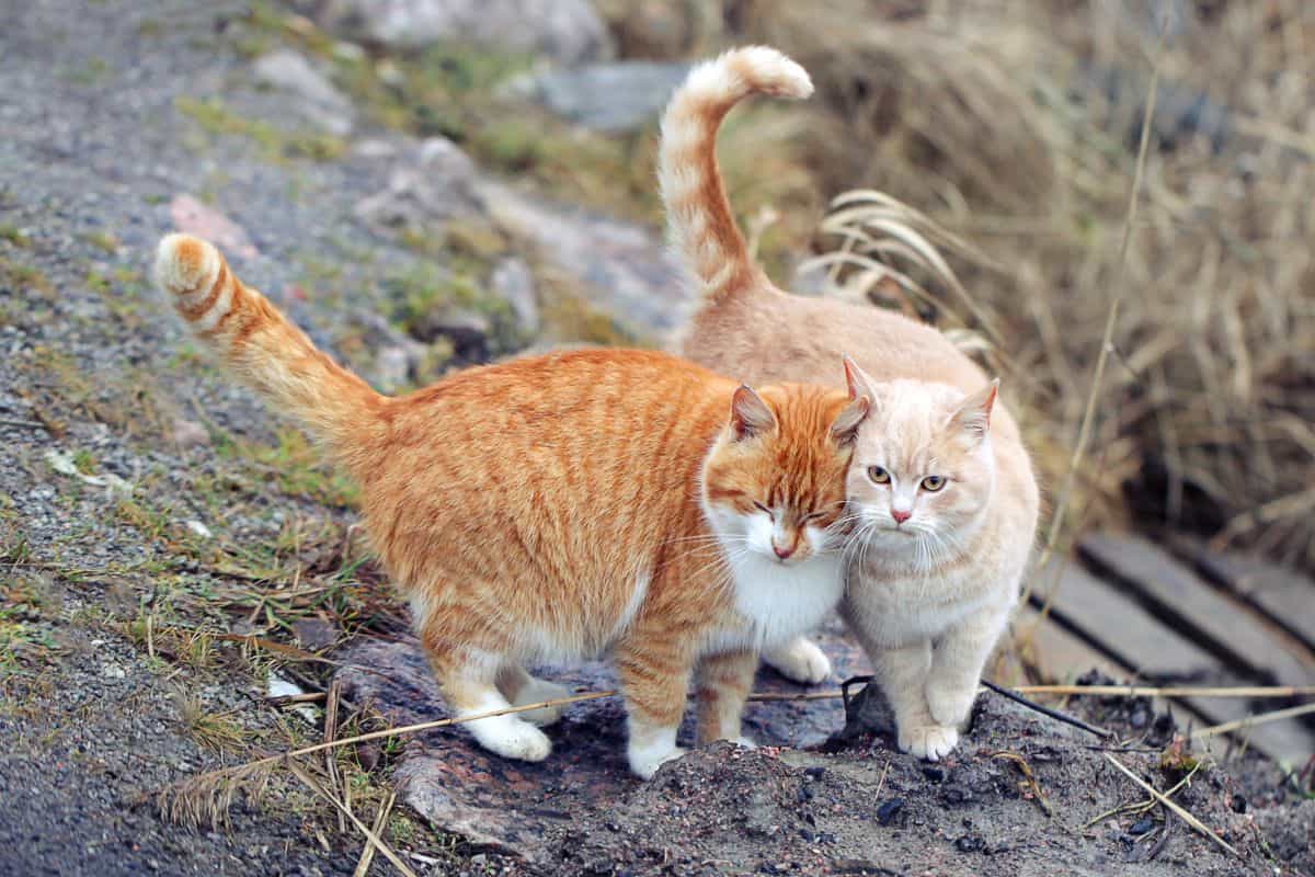 Two Cats Brushing Each Other