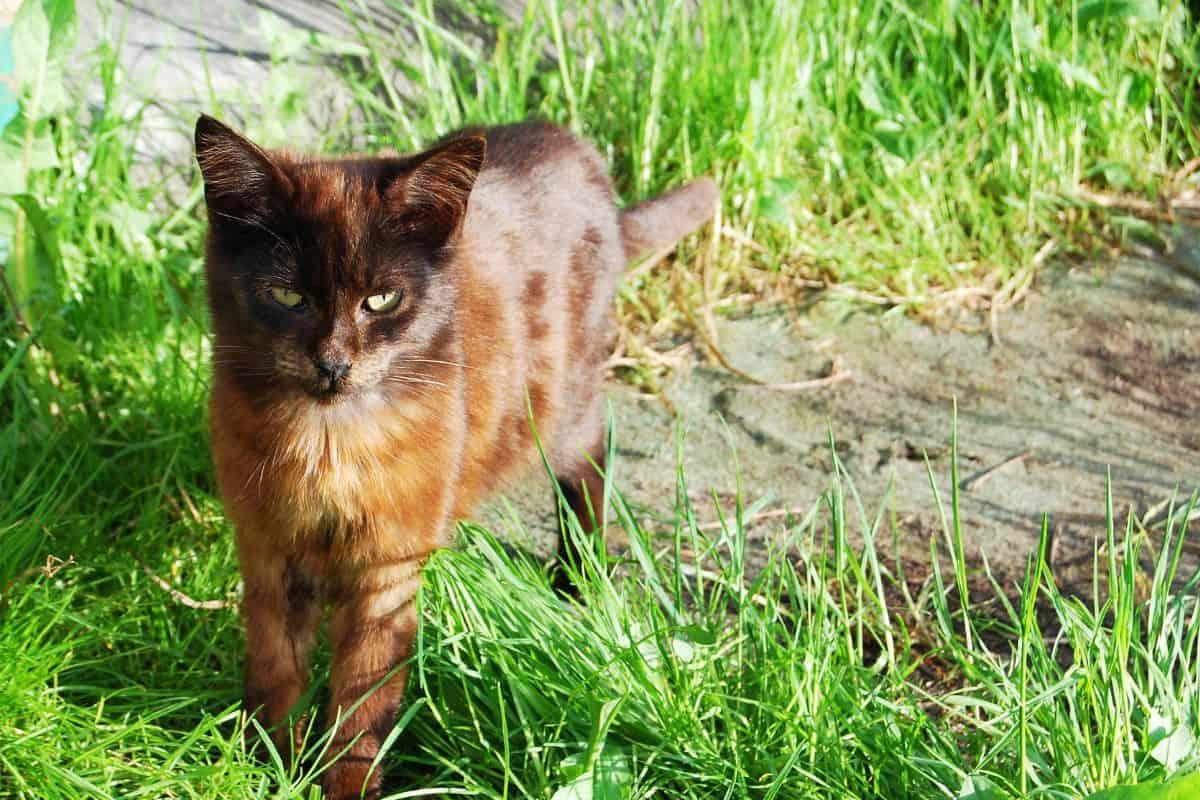 Chocolate cat standing in the grass