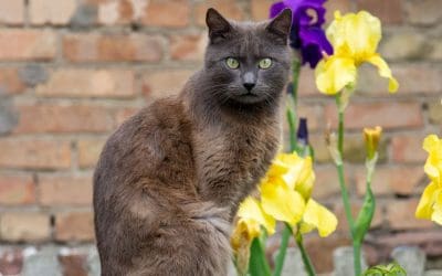 Why Are Brown Cats Rare? – (And 5 Rare Chocolate Cat Breeds)
