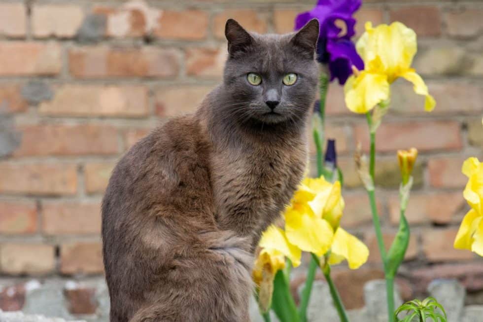 Why Are Brown Cats Rare? (And 5 Rare Chocolate Cat Breeds)