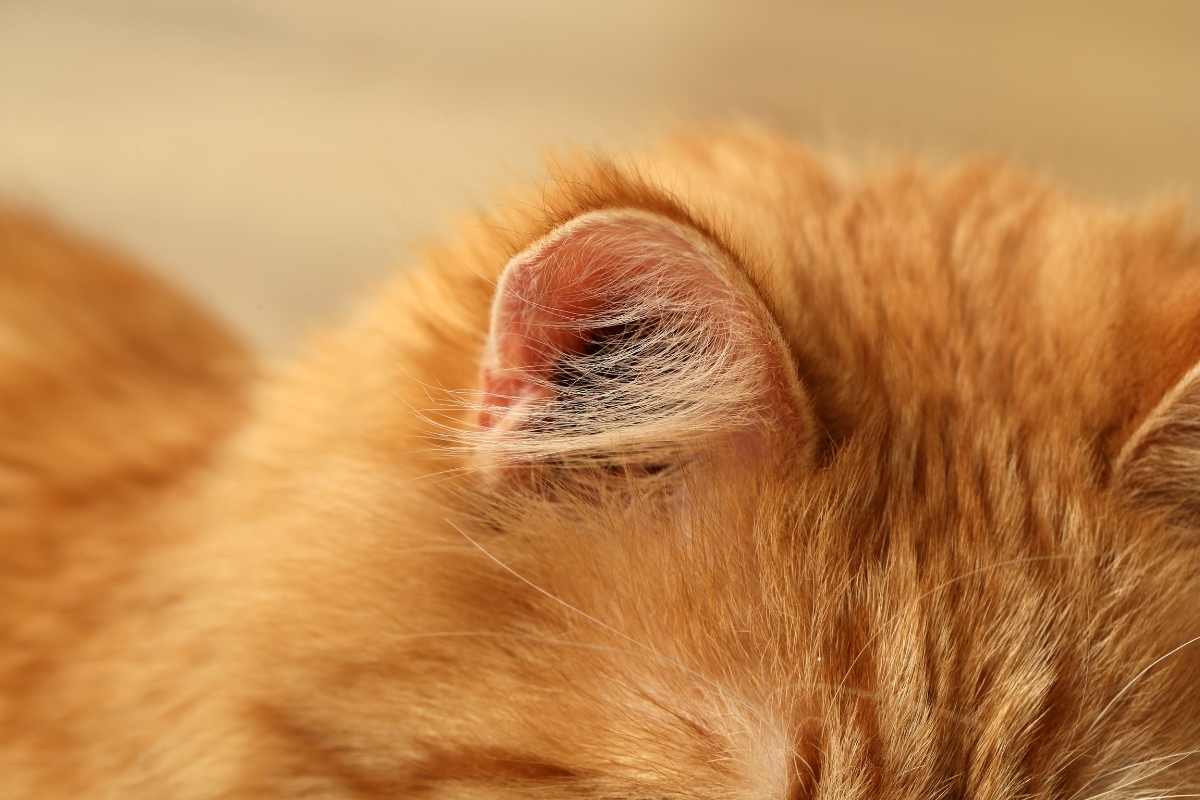 Close up of a fluppy orange cat ear