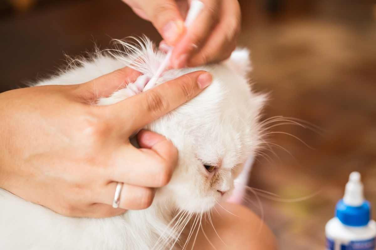 Woman cleans ear cat