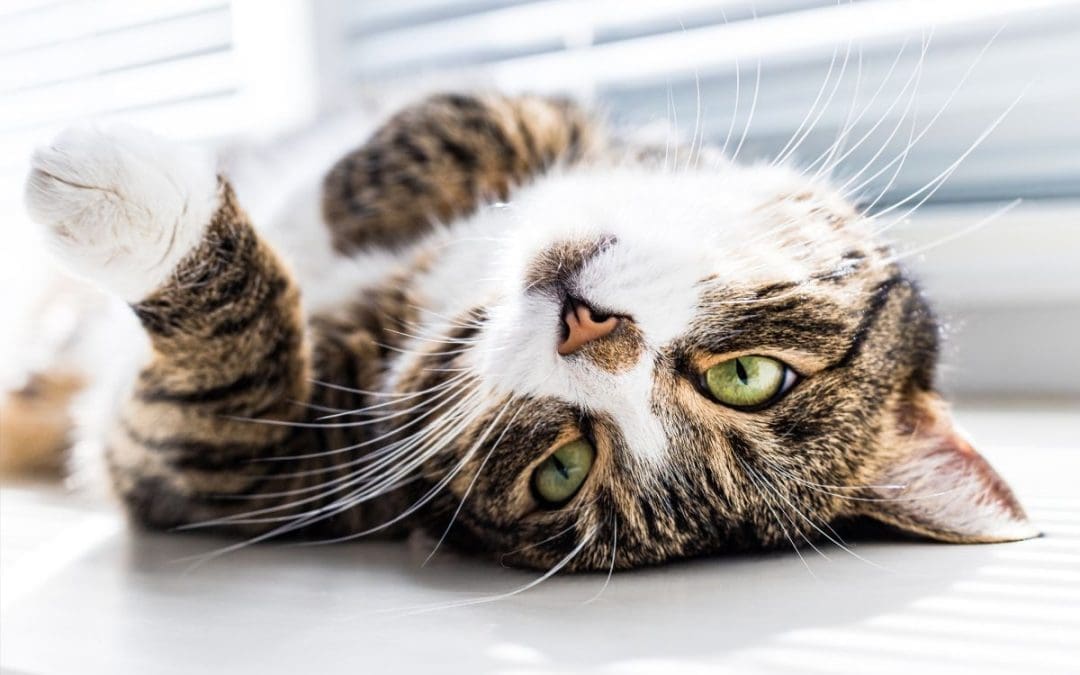 Why Do Cats Flop Down In Front Of You? – (Answered & Explained)
