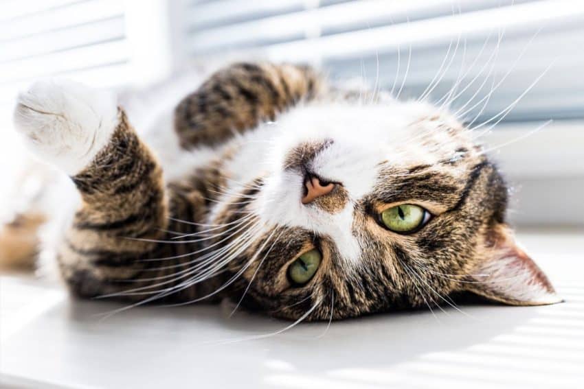 Why Do Cats Flop Down In Front Of You? 6 Most Common Reasons