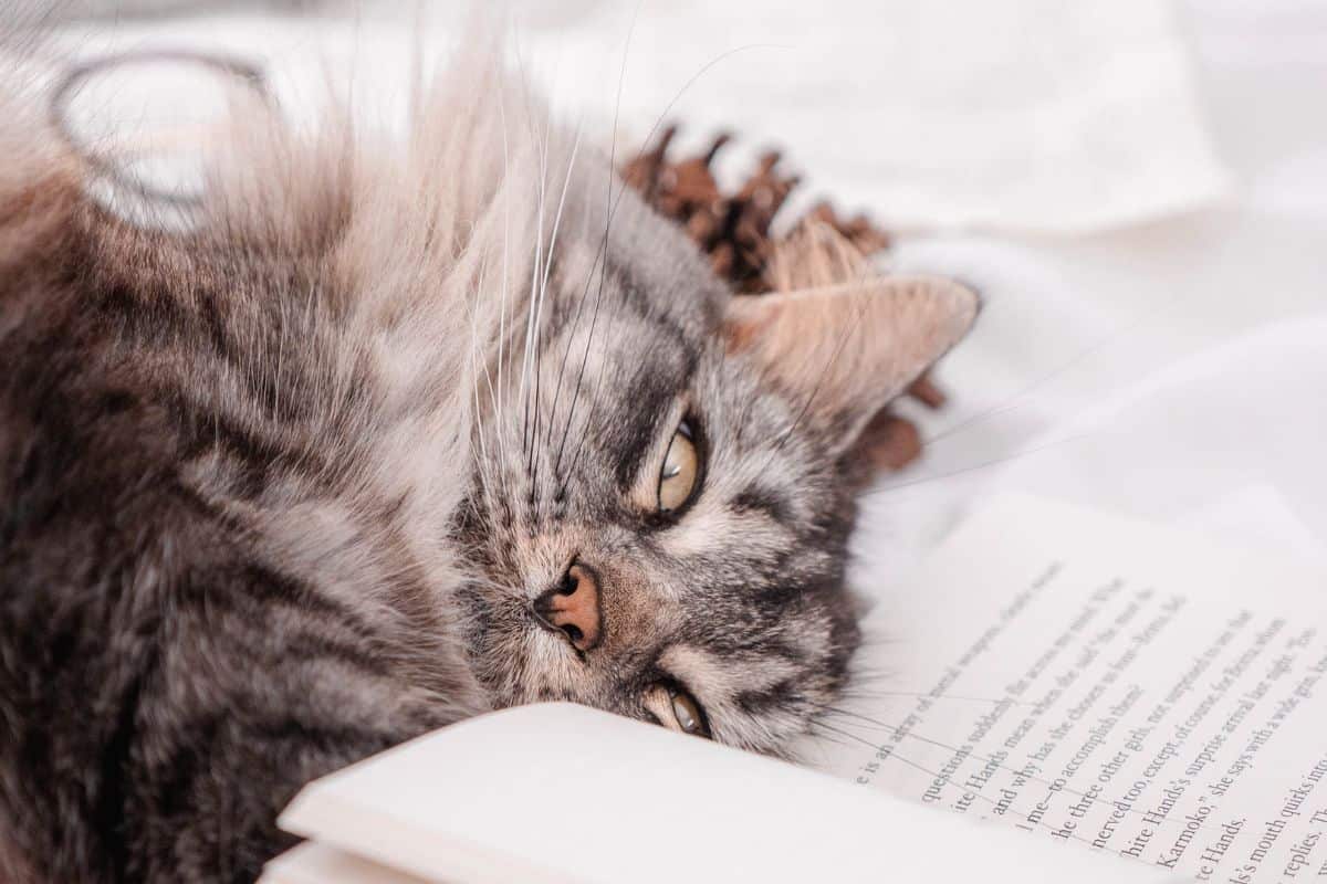 Cat lying down by the book