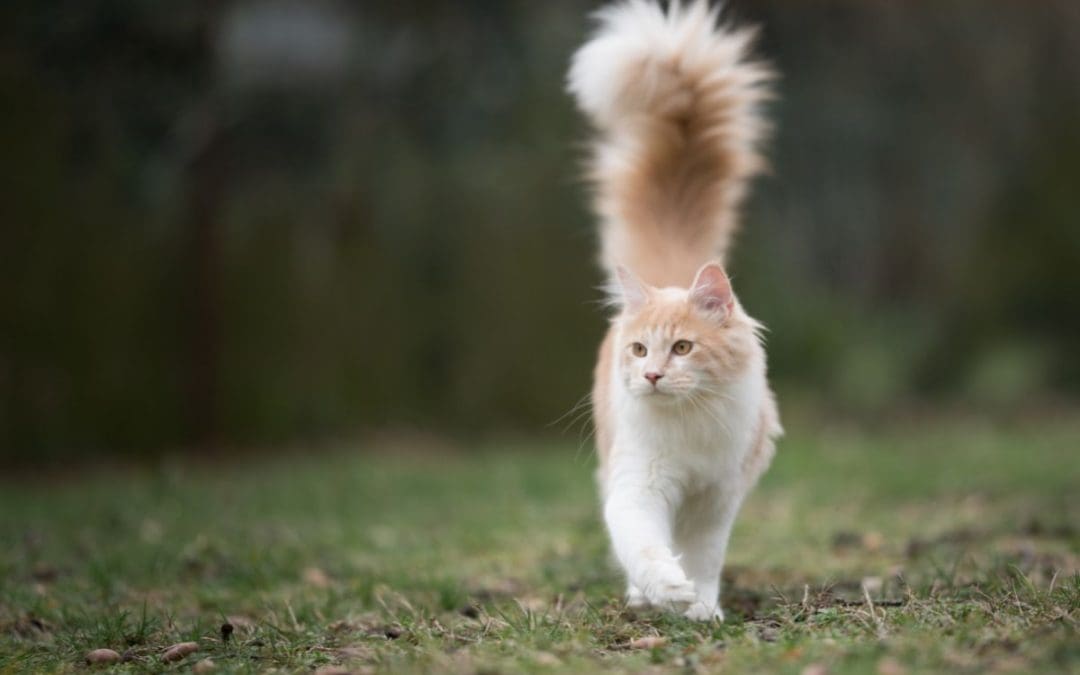 Why Do Cats Vibrate Their Tails? What You Can Do?