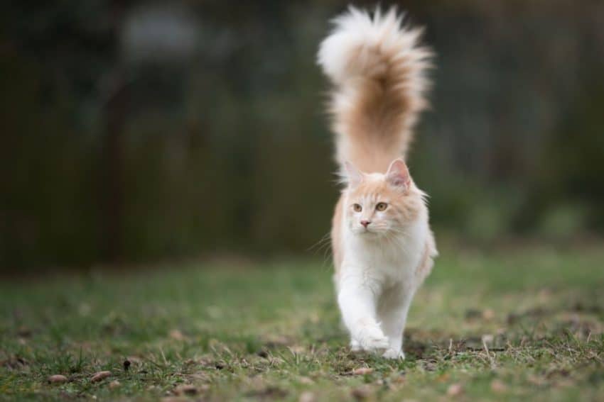 Cat Walking With Tail Upward