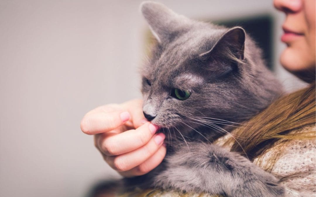 Why Does My Cat Lick Then Bite Me? – (3 Reasons Why)