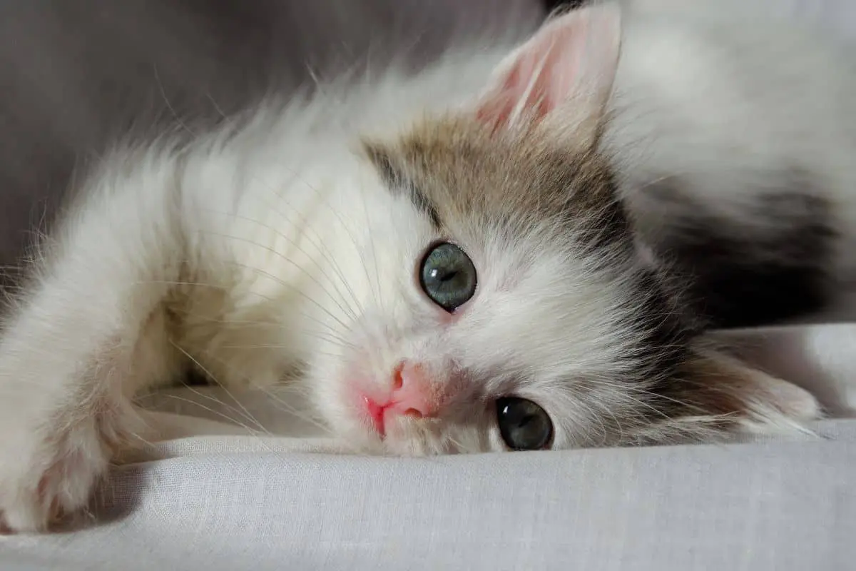 cute kitten lying down 