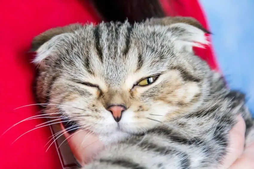 Cat Being Carried Squinting One Eye