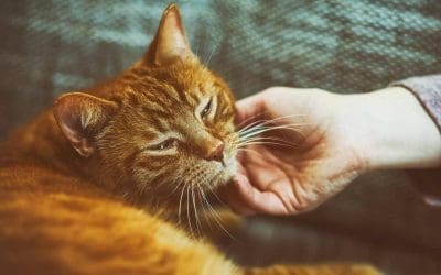 Why Is My Cat Purring Constantly? – (4 Reasons Explained)