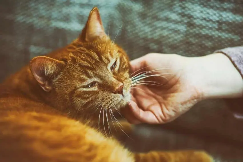 Orange Cat on sofa with a woman had gently strocking