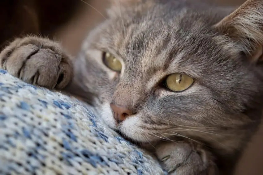 Beautiful soft tabby cat lying on its owner shoulder