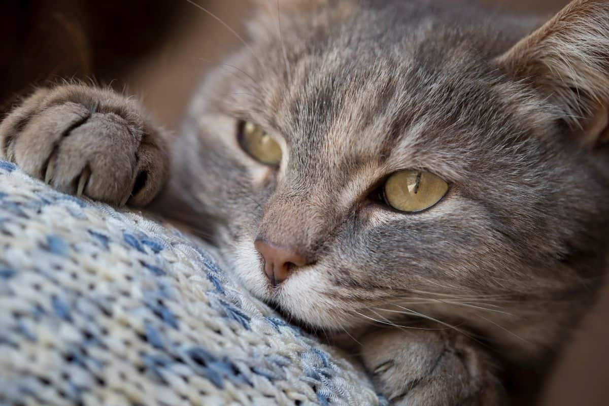 Beautiful soft tabby cat lying on its owner shoulder 