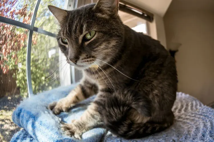 Kneading cat on blanket