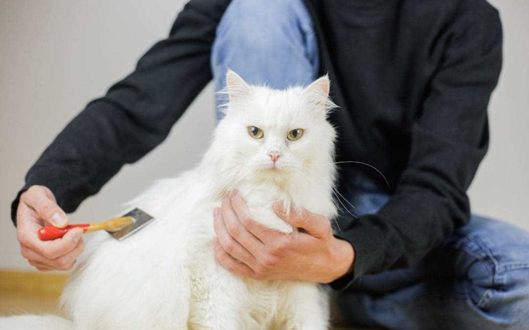 Best Brushes For Long-Haired Cats — Take Your Kitty’s Coat From Problematic To Purrrfect!