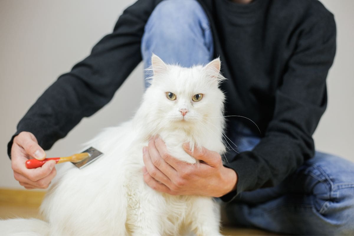 Best Brushes For Long-Haired Cats — Take Your Kitty’s Coat From Problematic To Purrrfect! 

