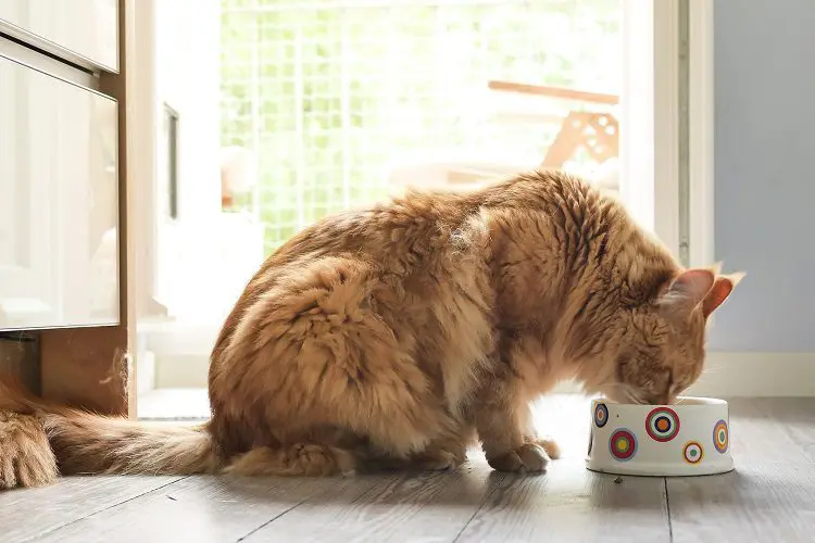 Adult cat eating from bowl