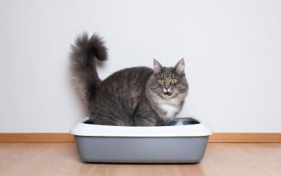 Cat Litter Boxes For Your Senior Furry Friend: The 12 Best Ones You Need To Know About!