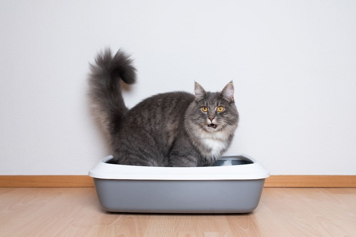 Cat Litter Boxes For Your Senior Furry Friend The 12 Best Ones You Need To Know About!