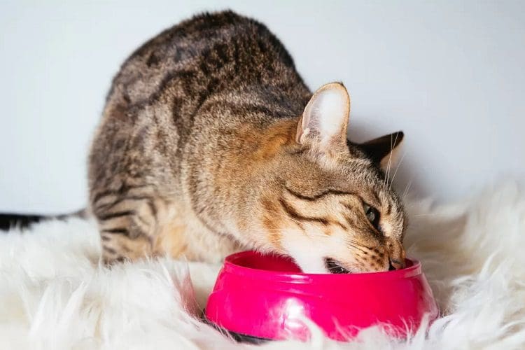 How long can a cat go without food