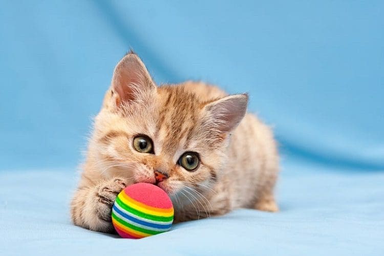 Provide enough toys and playtime with kittens