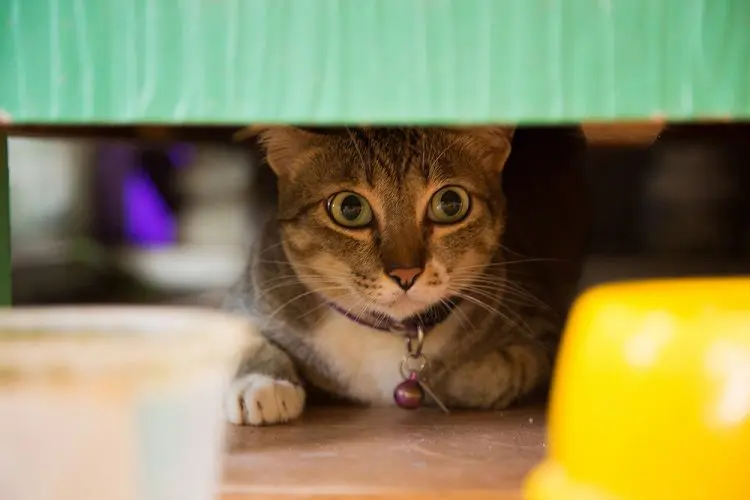 cat hiding under the bed