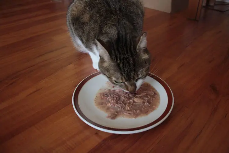 Adult cat eating tuna can from the plate