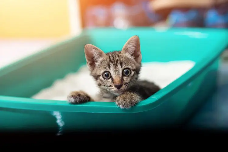 How Often To Clean Litter Box?