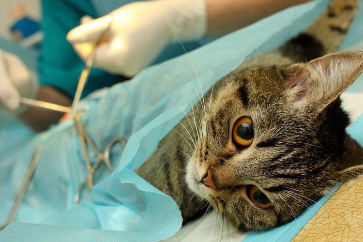 Benefits of Spaying or Neutering Your Cat