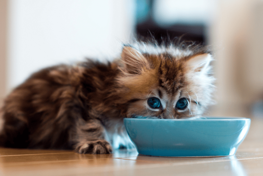 Kitten gets used to eat solid food