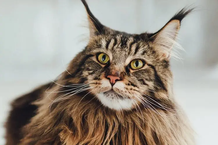 How much are Maine Coon cats