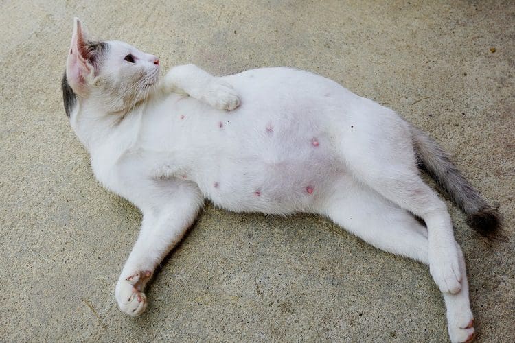 Pregnant cat lying on the carpet