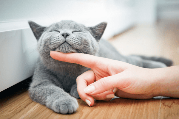 Petting is another great way to reward your cat