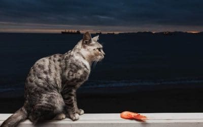 Can Cats Eat Shrimp? Safety And Benefits of Cats Eating Shrimp