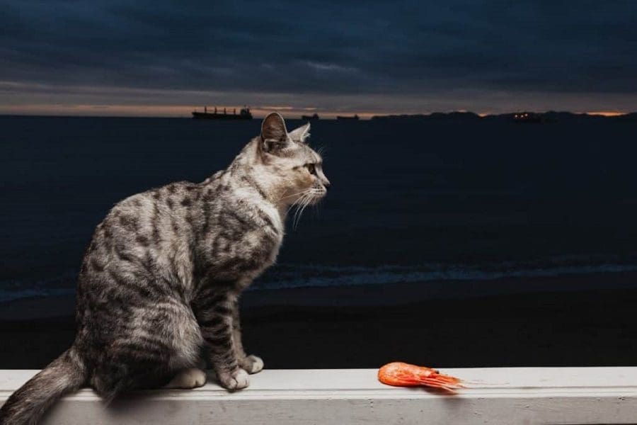 Can Cats Eat Shrimp? Safety And Benefits of Cats Eating Shrimp