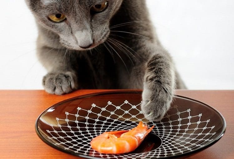 Cat tryin to take a shrimp from the plate