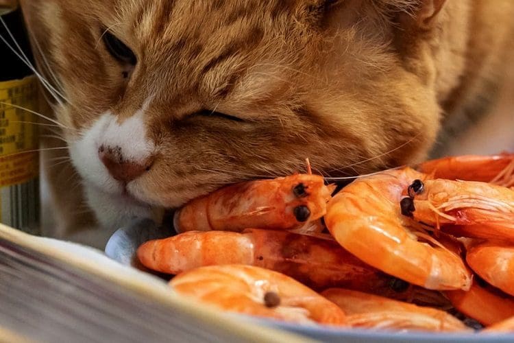 Ways to prepare shrimps for cats meal